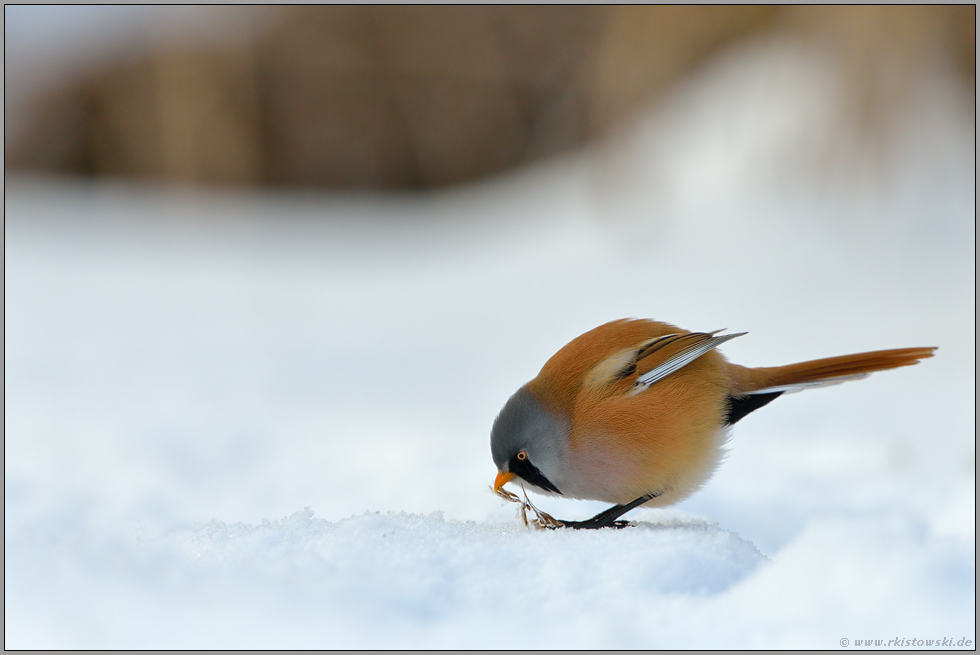 im Schnee... Bartmeise *Panurus biarmicus* sitzt am Boden und frisst Samen