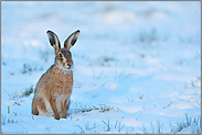 Guten Morgen... Feldhase *Lepus europaeus* sitzt frühmorgens im Schnee