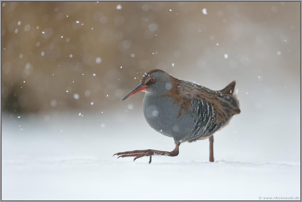 starker Schneefall... Wasserralle *Rallus aquaticus* läuft im Winter über eine zugefrorene Eisfläche