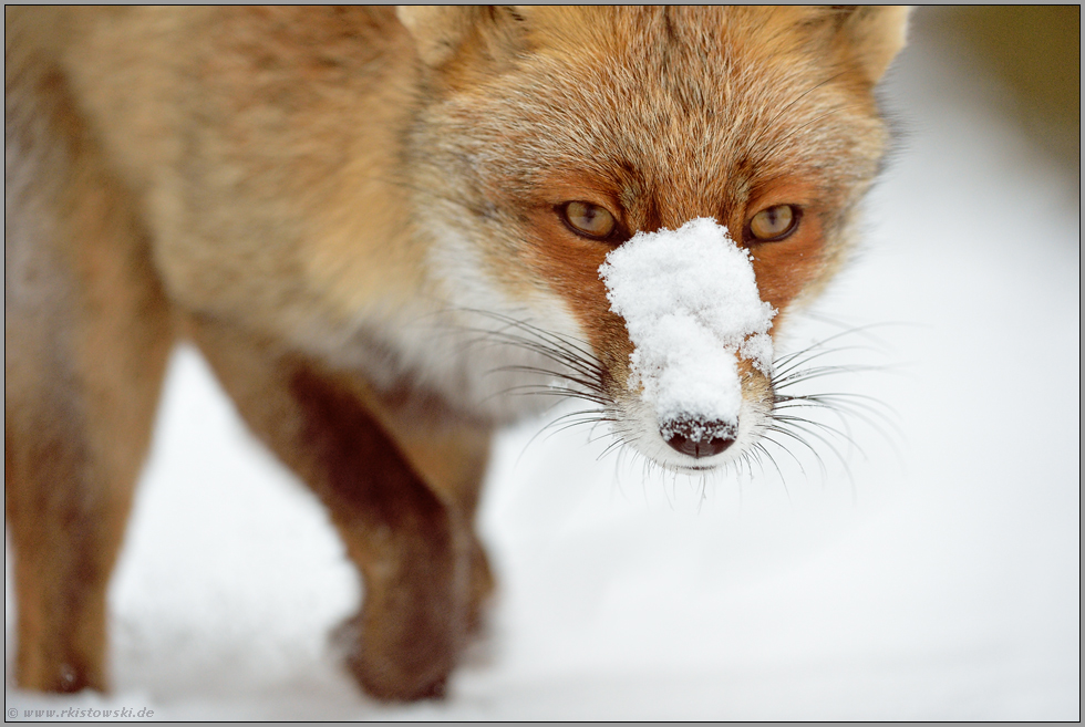 Anschnitt... Rotfuchs *Vulpes vulpes*, Fuchs im Winter, Schnee, Kopfporträt, Nahaufnahme