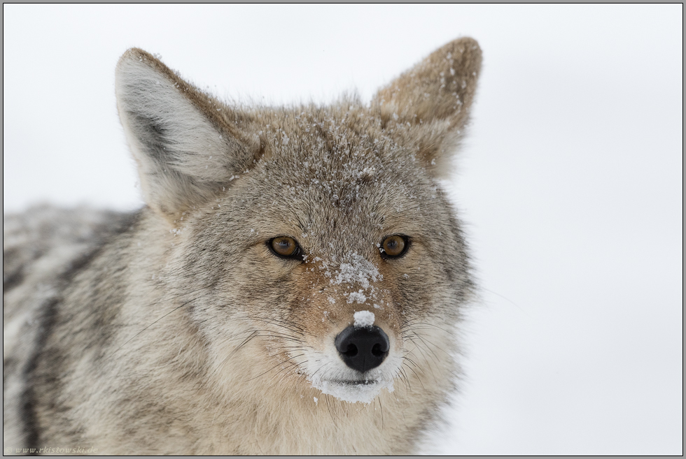 der Blick des Kojoten... Kojote *Canis latrans*, Yellowstone National Park, USA