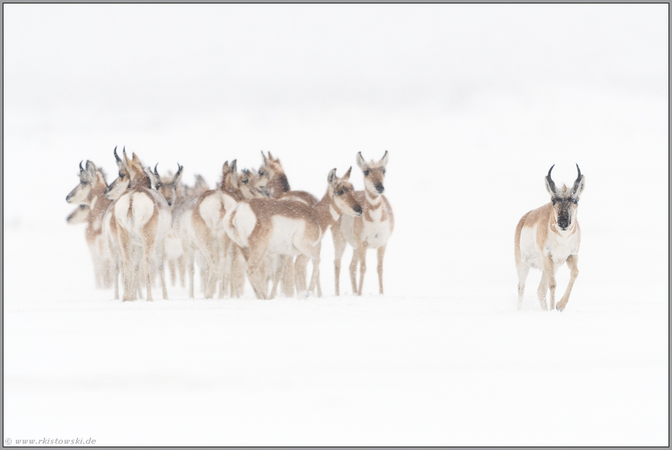 entschlossen... Gabelbock *Antilocapra americana*, Rudel im Winter bei Schneefall