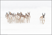 entschlossen... Gabelbock *Antilocapra americana*, Rudel im Winter bei Schneefall