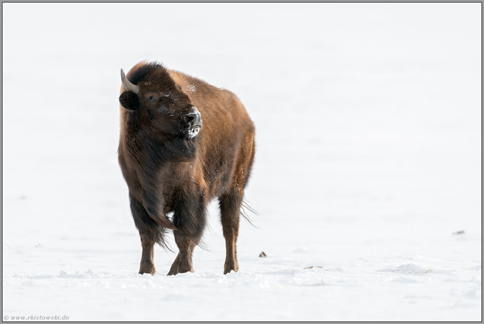 abschätzender Blick... Amerikanischer Bison *Bison bison* im Winter bei Schnee, Nordamerika