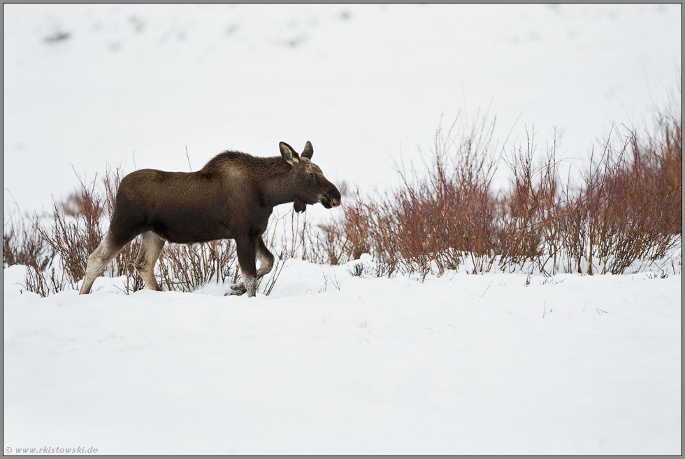 spätabends... Elch *Alces alces* im Winter, zieht durch verschneite Landschaft