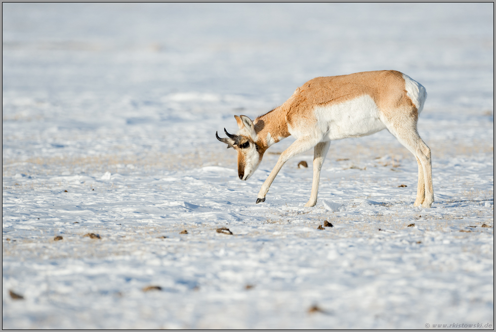 Nahrungssuche im Schnee... Gabelbock *Antilocapra americana* scharrt mit den Hufen das Gras frei