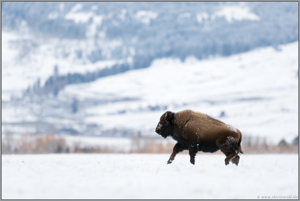 Lebenslust... Amerikanischer Bison *Bison bison* in weiter Landschaft, Yellowstone NP, USA