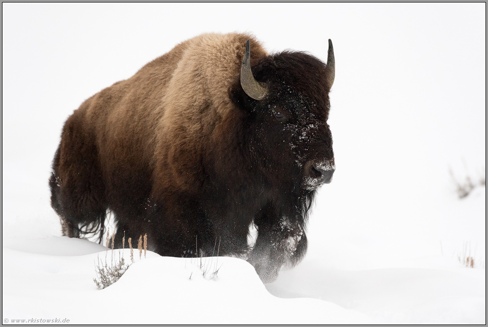 kraftvoll... Amerikanischer Bison *Bison bison* stürmt durch Schnee, Yellowstone Nationalpark