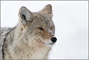 Kopfporträt... Kojote *Canis latrans* im Detail, Yellowstone Nationalpark, USA