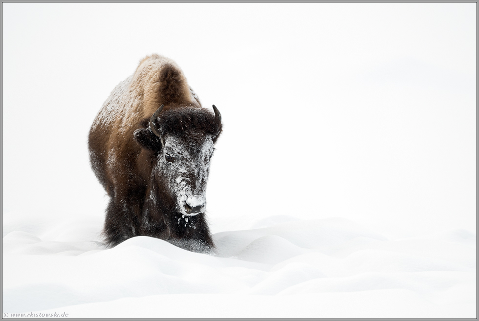 schneeverkrustet... Amerikanischer Bison *Bison bison*, Yellowstone Nationalpark