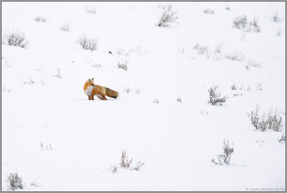 in der Mitte von nirgendwo... Amerikanischer Rotfuchs *Vulpes vulpes fulva* in weißer Winterlandschaft