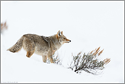 windend... Kojote *Canis latrans* hält seine Nase in den Wind