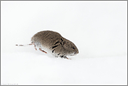 flüchtige Begegnung... Rocky Mountains Wühlmaus *Microtus montanus* im Schnee