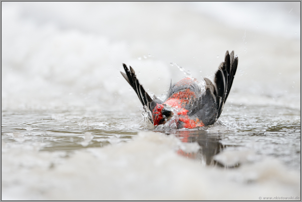 Eisbad... Hakengimpel *Pinicola enucleator* badet im Winter in einer Pfütze, Yellowstone NP, USA