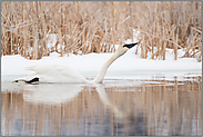 trinkend... Trompeterschwan *Cygnus buccinator* auf einem Fluss im Winter, USA