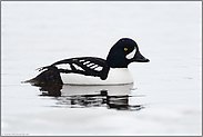 nah d'ran... Spatelente *Bucephala islandica* in der Detailansicht, Grand Teton NP, USA