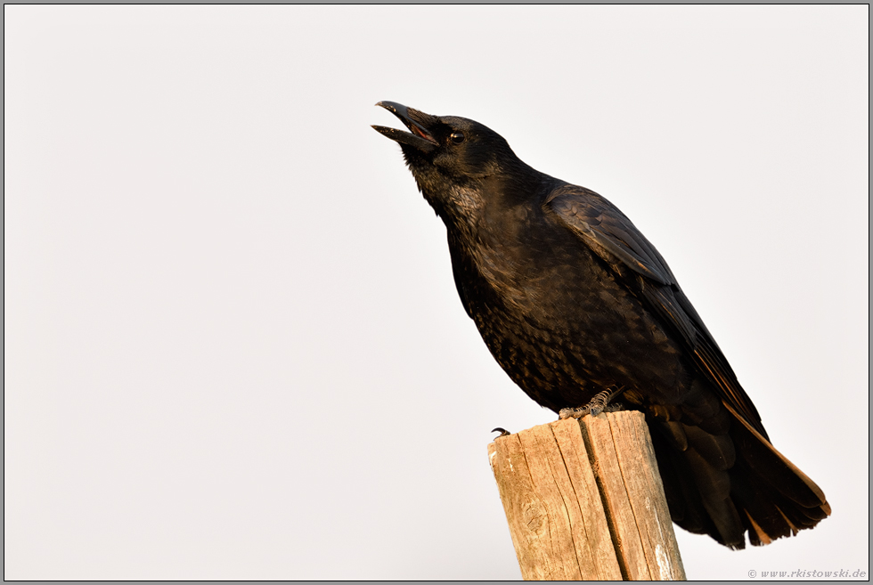 kraah, kraah... Rabenkrähe *Corvus corone*, auch Aaskrähe genannt