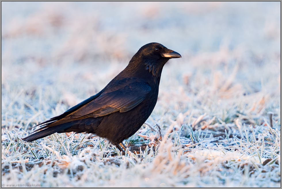 bei frostigen Temperaturen... Rabenkrähe *Corvus corone*, auch Aaskrähe genannt