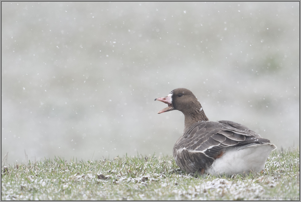 rufend... Blässgans *Anser albifrons* im Schneegestöber