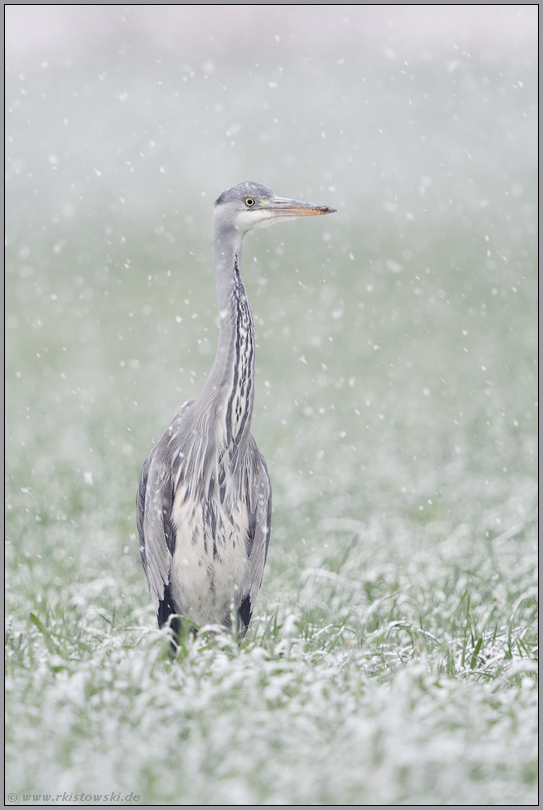 Schneeflöckchen, Weißröckchen... Graureiher *Ardea cinerea* oder leise rieselt der Schnee