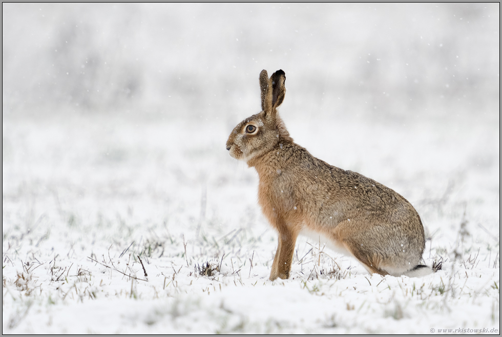 leise rieselt der Schnee... Feldhase *Lepus europaeus* im Winter