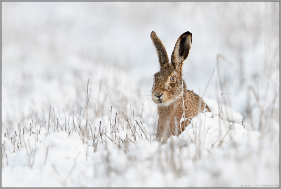 versteckt hinter Halmen... Feldhase *Lepus europaeus* im Schnee mit neugierigem Blick