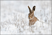 versteckt hinter Halmen... Feldhase *Lepus europaeus* im Schnee mit neugierigem Blick