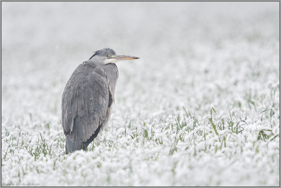 bitterkalt... Graureiher *Ardea cinerea* hockt bei Schneefall im Wintergetreide