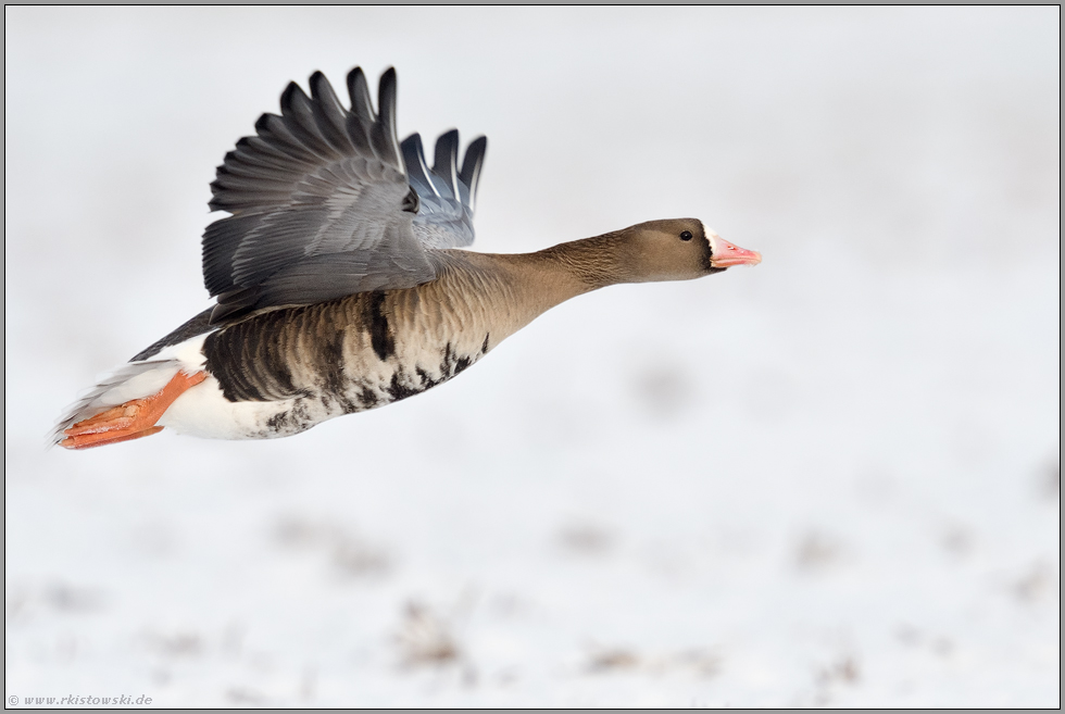 auf breiten, kräftigen Schwingen... Blässgans *Anser albifrons* im Flug flach über schneebedecktem Boden