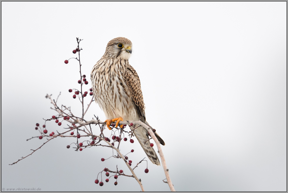 interessierter Blick... Turmfalke *Falco tinnunculus* auf seiner Sitzwarte zwischen Mehlbeeren