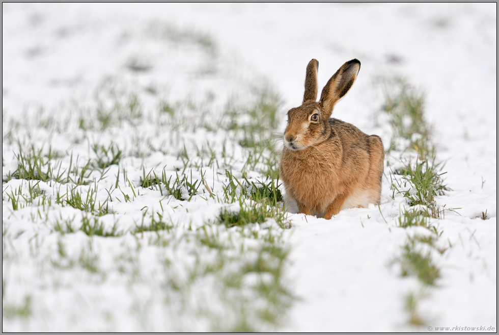 nasse Kälte... Feldhase *Lepus europaeus* hockt auf einem Feld im Schnee