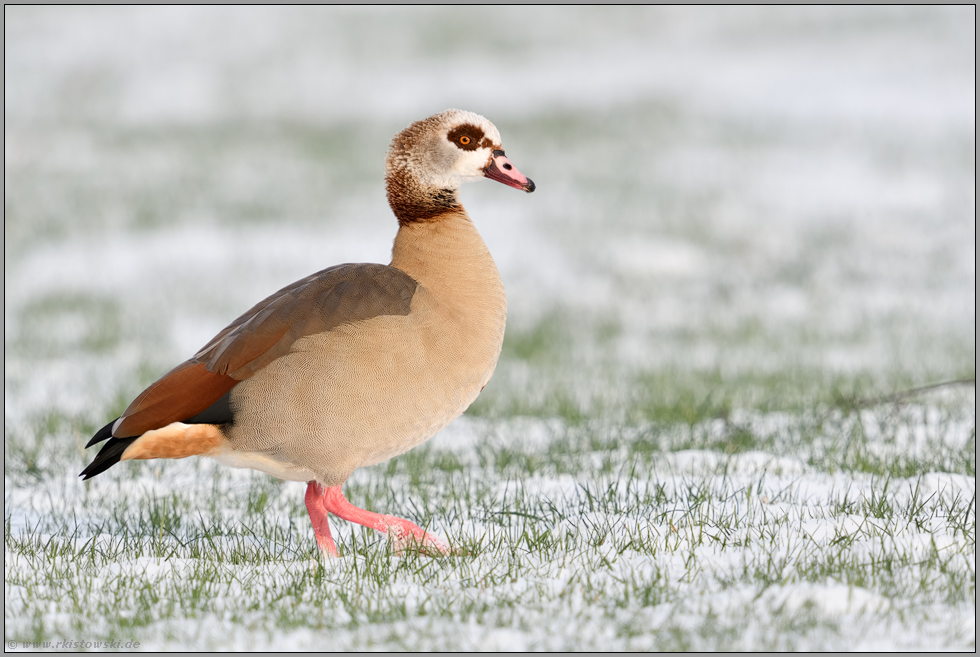 Clown unter den Gänsen... Nilgans *Alopochen aegyptiacus* auf schneebedecktem Feld