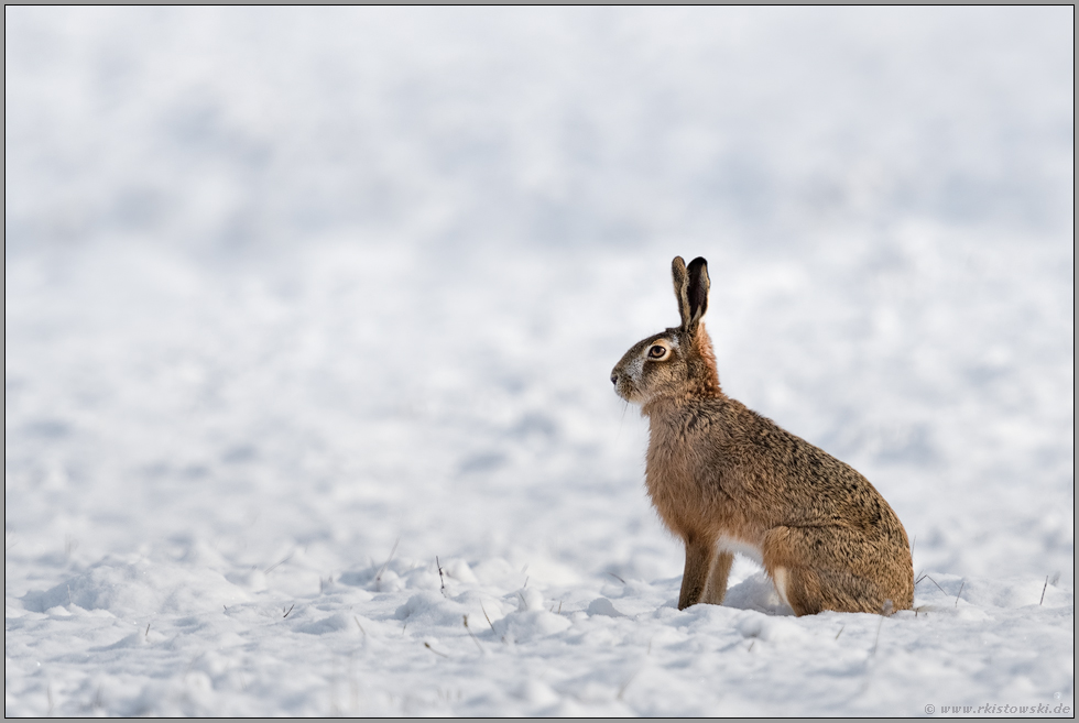 im Schnee... Feldhase *Lepus europaeus*, auf einem Acker sitzend