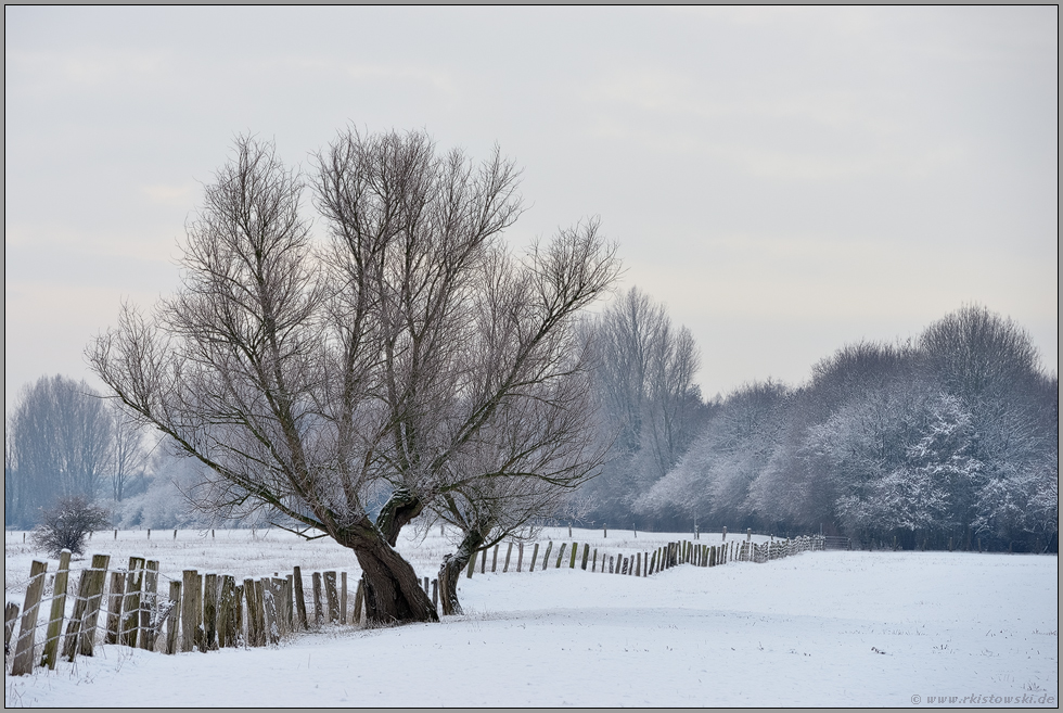 verschneite Wiesen... Bislicher Insel *Winter*