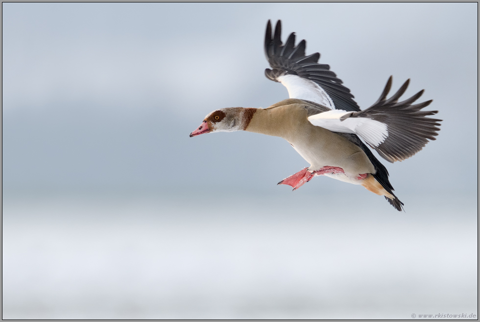 im Anflug... Nilgans *Alopochen aegyptiacus* im Winter