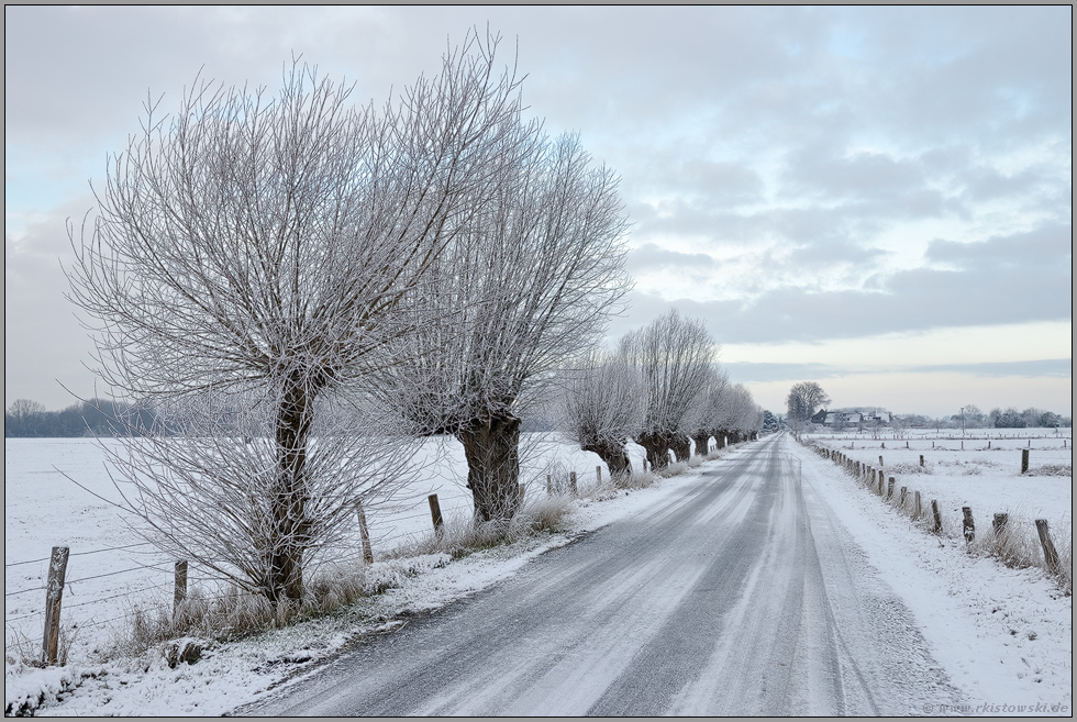 Kopfweiden im Schnee... Bislicher Insel *Nordrhein-Westfalen*, Winterstimmung