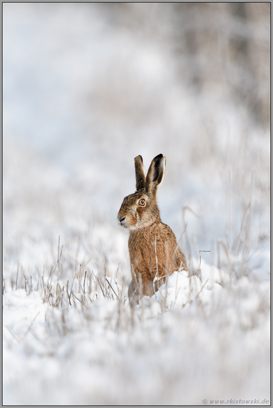 vorsichtiger Blick um die Ecke... Feldhase *Lepus europaeus* sitzt im Schnee