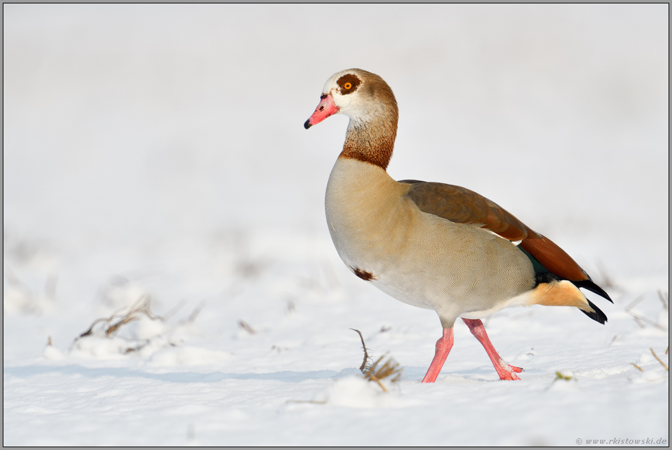 endlich Licht... Nilgans *Alopochen aegyptiacus* im Schnee