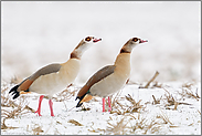 gemeinsam... Nilgänse *Alopochen aegyptiacus*, aggressives Drohverhalten