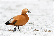 im Schnee... Rostgans *Tadorna ferruginea* in eher untypischem Umfeld