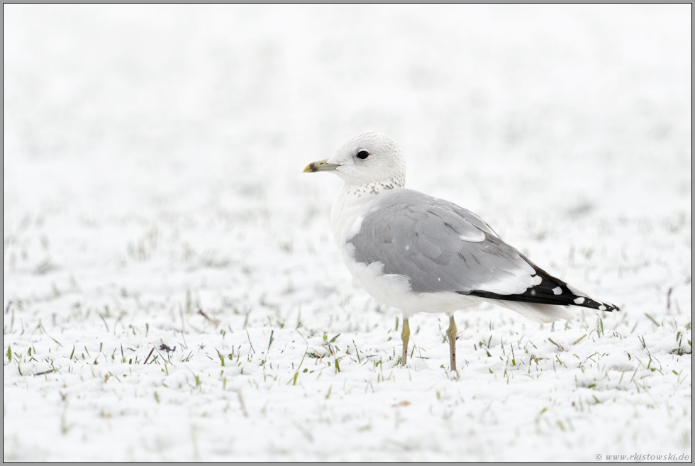 im zweiten Winter... Sturmmöwe *Larus canus* im Schnee