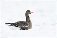 ruhend im Schnee... Blässgans *Anser albifrons* im Winter