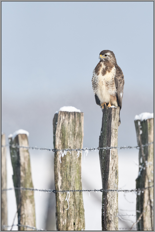 bei Schnee und Frost... Mäusebussard *Buteo buteo* hockt an einem kalten Wintertag auf einem Zaunpfahl