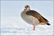 hart im Nehmen... Nilgans *Alopochen aegyptiacus* im tiefen Winter, hoher Schnee