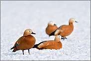 kleiner Trupp... Rostgans *Tadorna ferruginea* im Schnee