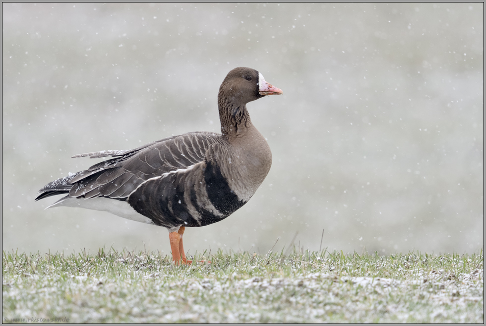 Schneefall... Blässgans *Anser albifrons* auf einer Wiese am Niederrhein, NRW