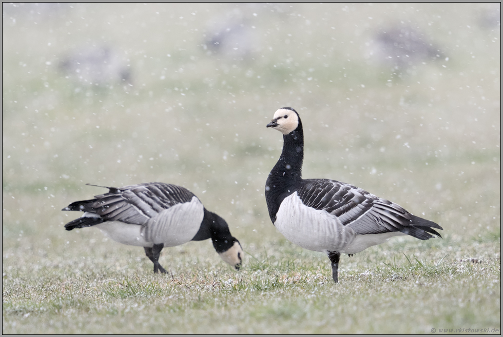 im Schneetreiben... Nonnengans *Branta leucopsis* bei der Äsung auf einer Wiese am Niederrhein