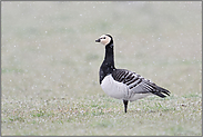 anmutig... Nonnengans *Branta leucopsis* bei Schneefall am Niederrhein