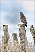 Ansitzjäger... Mäusebussard *Buteo buteo* hockt an einem kalten Wintertag auf einem Zaunpfahl