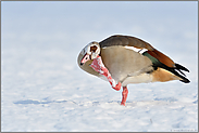 beweglich... Nilgans *Alopochen aegyptiacus*, Gymnastik im Schnee